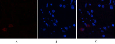 Annexin I rabbit pAb