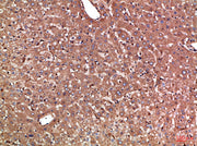 Haptoglobin rabbit pAb