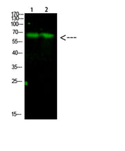 Parafibromin rabbit pAb