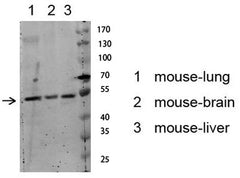 Akt (Phospho-Ser129) Rabbit pAb