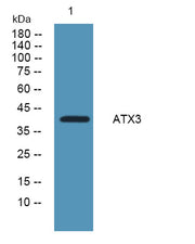 ATX3 rabbit pAb
