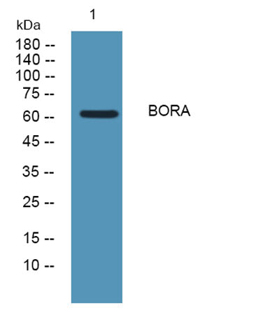 BORA rabbit pAb