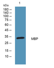 MBP rabbit pAb