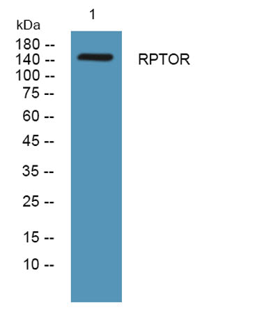RPTOR rabbit pAb