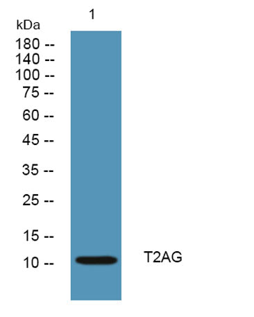 T2AG rabbit pAb