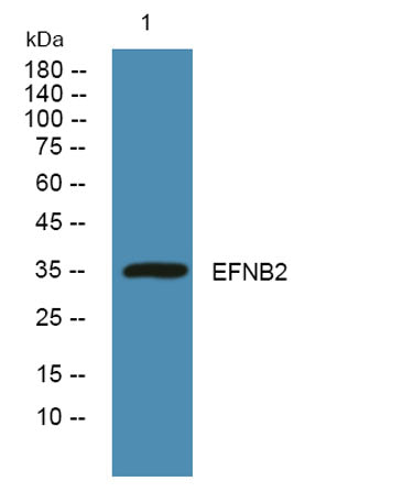 EFNB2 rabbit pAb