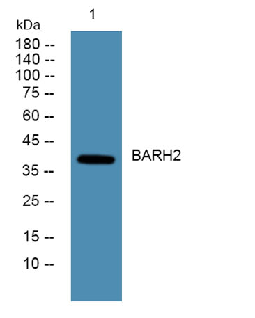BARH2 rabbit pAb