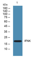 IFNK rabbit pAb
