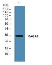 MAGA4 rabbit pAb