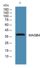 MAGB4 rabbit pAb
