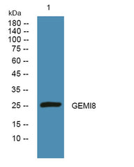 GEMI8 rabbit pAb