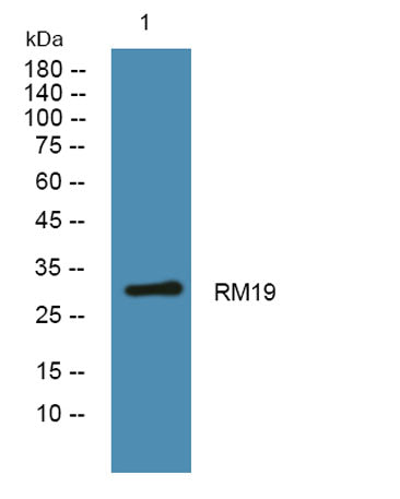 RM19 rabbit pAb