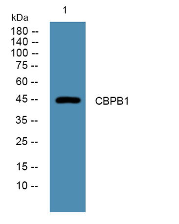 CBPB1 rabbit pAb