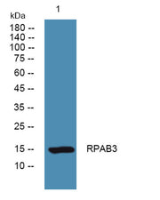 RPAB3 rabbit pAb