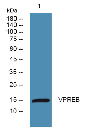 VPREB rabbit pAb