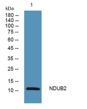 NDUB2 rabbit pAb