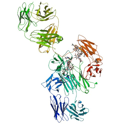 Eculizumab