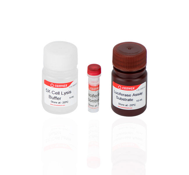 Firefly Luciferase Assay Kit