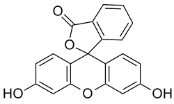 Fluorescein