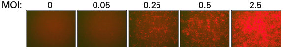 CRISPR screen to determine host factors - COVID-19 research - Takara Bio