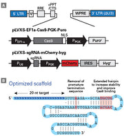 CRISPR screen to determine host factors - COVID-19 research - Takara Bio