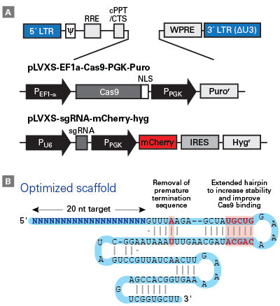 CRISPR screen to determine host factors - COVID-19 research - Takara Bio