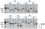 Guide-it Long ssDNA Production System v2 - Gene function - Takara Bio