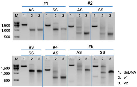 Guide-it Long ssDNA Production System v2 - Gene function - Takara Bio