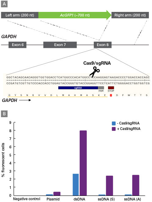 Guide-it Long ssDNA Production System v2 - Gene function - Takara Bio