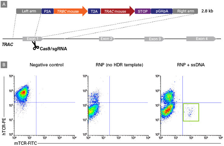 Guide-it Long ssDNA Production System v2 - Gene function - Takara Bio