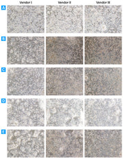 Primary hepatocyte medium - Stem cell research - Takara Bio