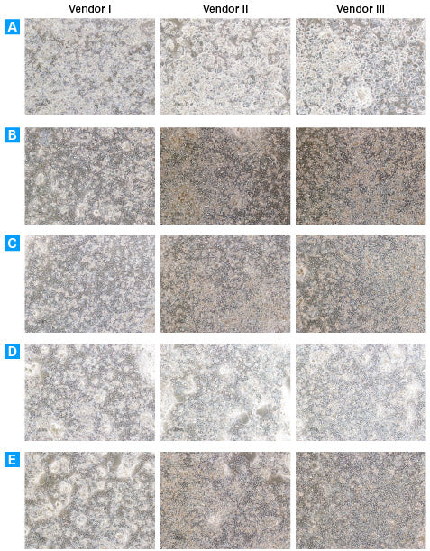Primary hepatocyte medium - Stem cell research - Takara Bio