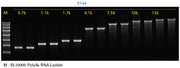 Takara IVTpro mRNA Synthesis Systems - mRNA and cDNA synthesis - Takara Bio