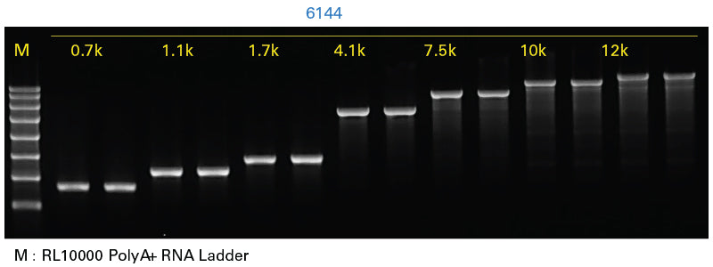 Takara IVTpro mRNA Synthesis Systems - mRNA and cDNA synthesis - Takara Bio