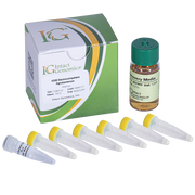 K599 Agrobacterium ElectroCompetent Cells