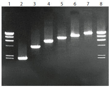LA Taq DNA polymerase—for long-range PCR - PCR - Takara Bio