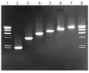 LA Taq DNA polymerase, hot-start version - PCR - Takara Bio