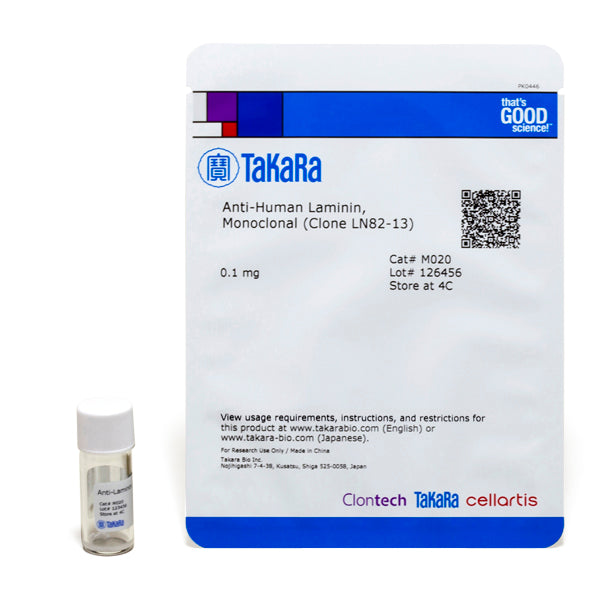 Laminin detection - Antibodies and ELISA - Takara Bio