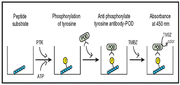 Universal Tyrosine Kinase Assay Kit - Antibodies and ELISA - Takara Bio