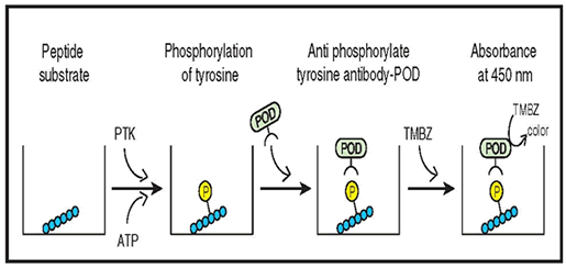 Universal Tyrosine Kinase Assay Kit - Antibodies and ELISA - Takara Bio