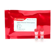 M-MLV Reverse Transcriptase