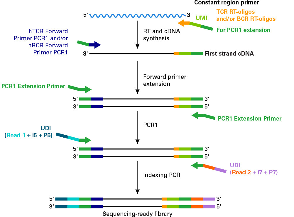 MaxiSeq Human FFPE TCR+BCR (with UMIs) - Next-generation sequencing - Takara Bio