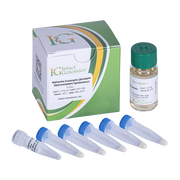 Methionine Auxotrophic LBA4404 Agrobacterium ElectroCompetent Cells