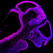 Neural progenitor cell antibodies: Bf1, Crx, Emx1, Irx3, L7/Pcp2, Otp, Otx2, Rx, and Six3 - Antibodies and ELISA - Takara Bio