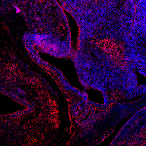 Neural progenitor cell antibodies: Bf1, Crx, Emx1, Irx3, L7/Pcp2, Otp, Otx2, Rx, and Six3 - Antibodies and ELISA - Takara Bio