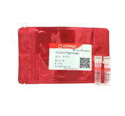 T4 DNA Polymerase (5 U/µL)
