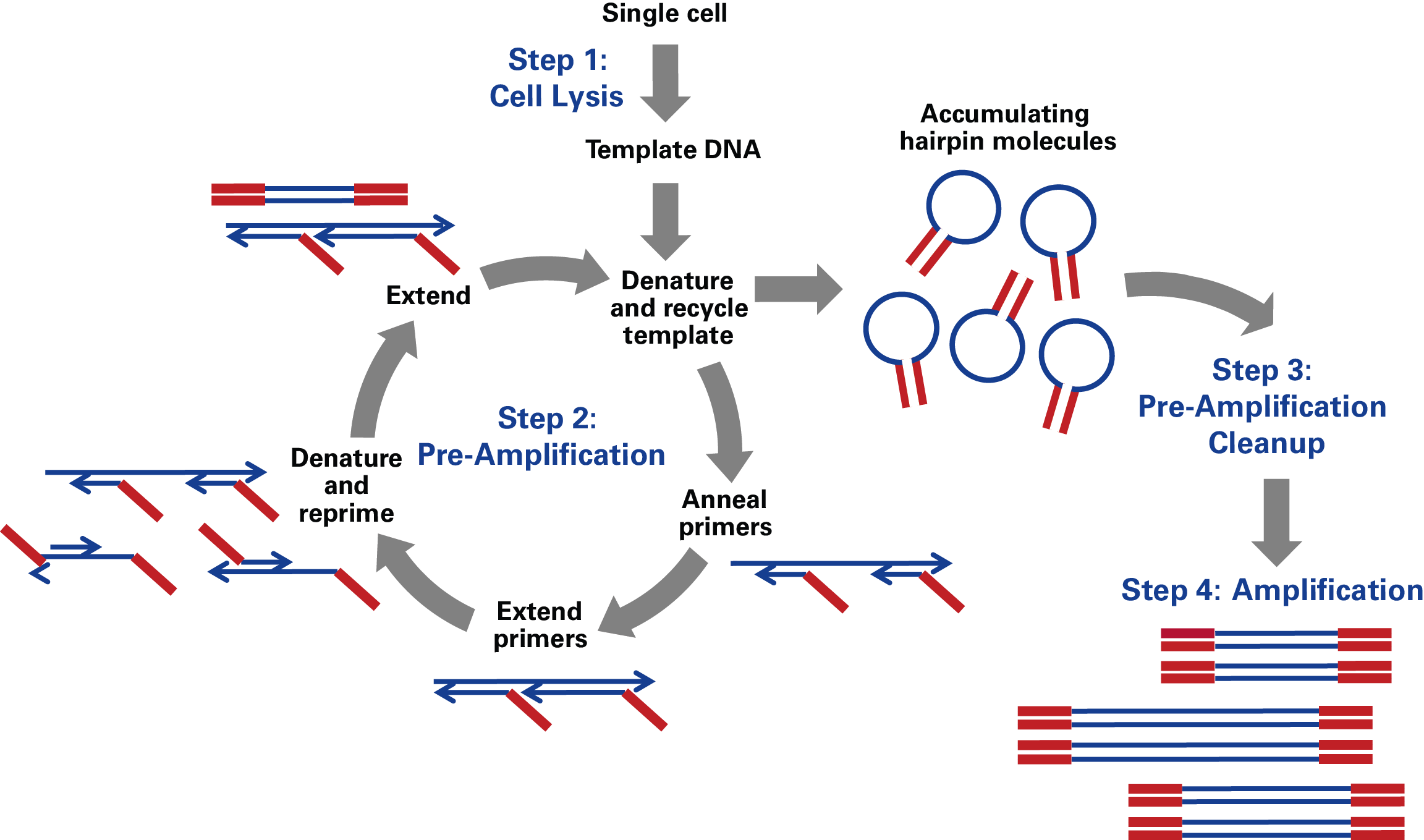 Single-cell WGA and library prep for SNV and CNV detection - Next-generation sequencing - Takara Bio