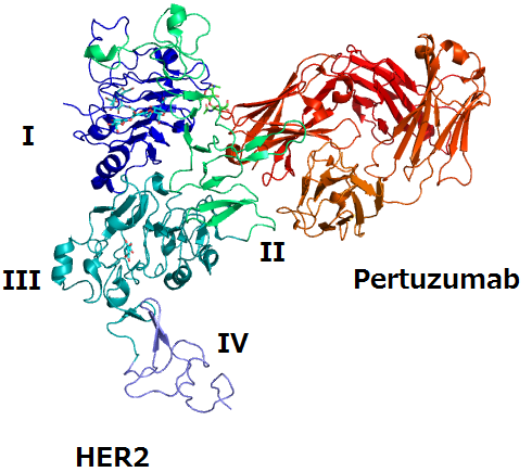 Pertuzumab