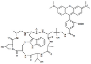 Phalloidin-Tetramethylrhodamine