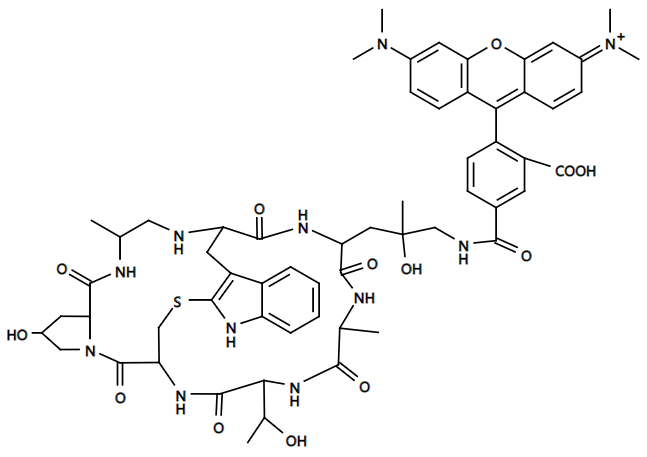 Phalloidin-Tetramethylrhodamine